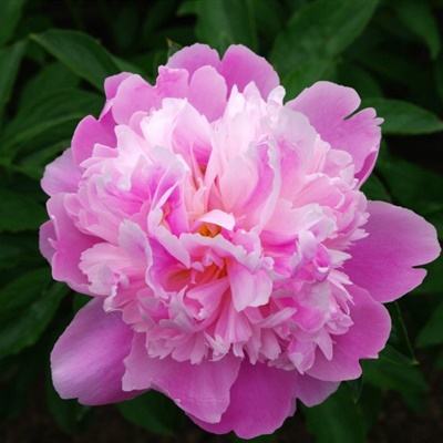 b体育官方体育app下载手机版