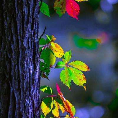 bat365在线官网登录入口